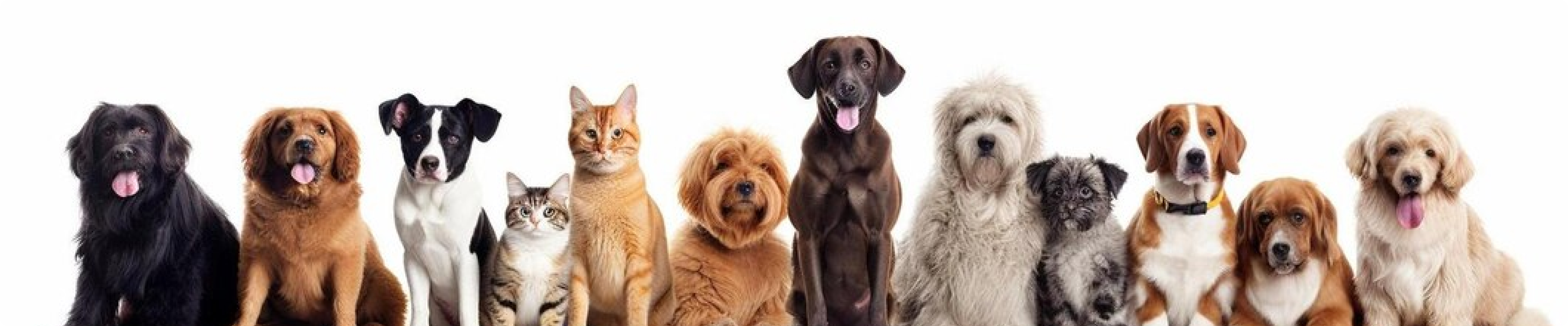 Planet Pets banner